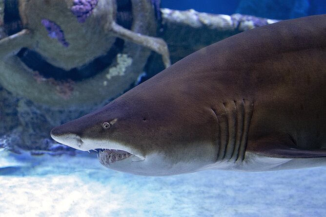 Antalya Aquarium With Pivate Transfer and Other Shops - Inclusions and Amenities Provided