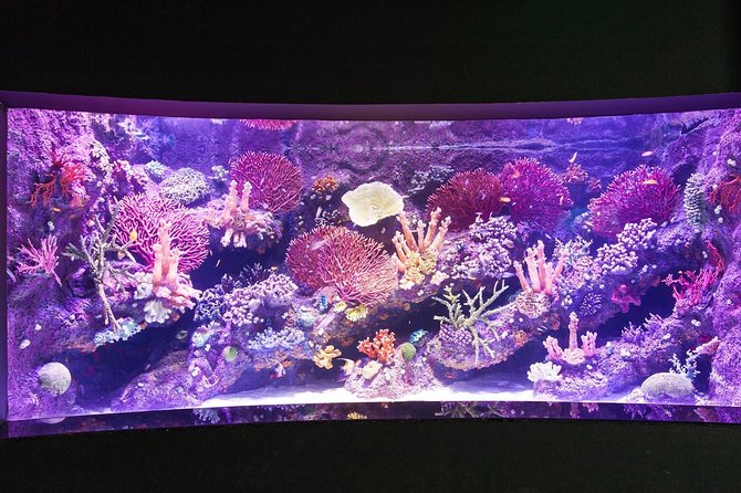 Antalya Tunnel Aquarium With Face2face Transfers Include - Background