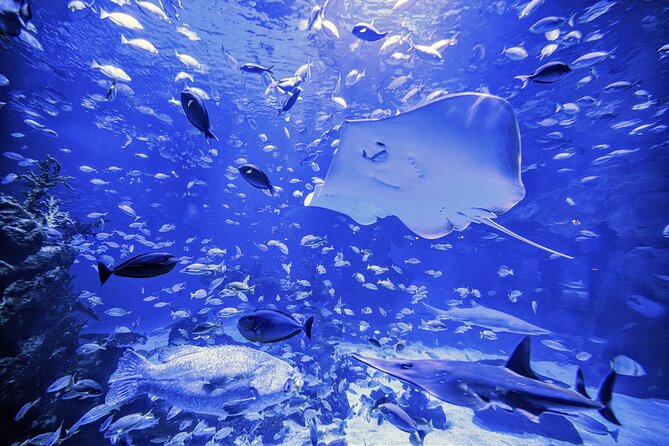 AquARia Phuket and AR Trick Eye Museum Entrance Ticket - Thailand - AR Trick Eye Museum Highlights