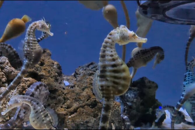 Aquarium of Genoa Reserved Entrance - Pricing and Availability