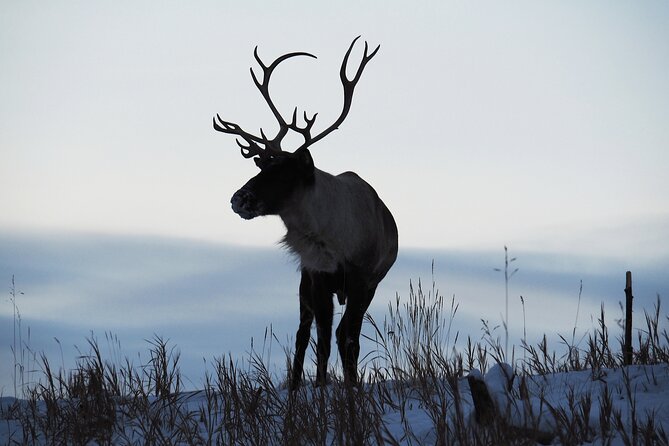Arctic Day: Yukon Wildlife Half Day Viewing Tour - Reviews