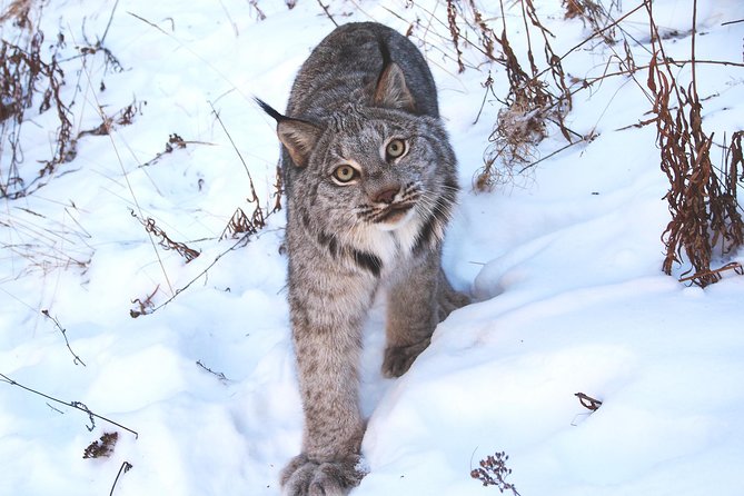 Arctic Day: Yukon Wildlife & Hot Springs Tour Half Day - The Sum Up