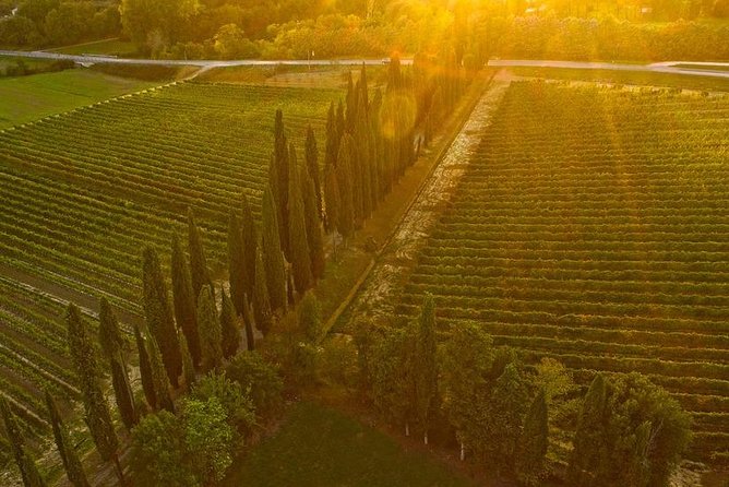 Arezzo: Wine Tasting Experience in Valdichiana Area - Overview of the Experience