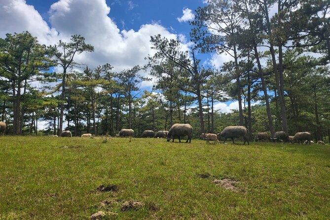 ATV Tour In The Dalat Mountains - Customer Support and Inquiries