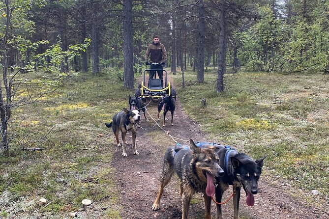 Autumn Husky Sit and Drive Cart Tour From Kiruna - Overview of Autumn Husky Sit and Drive Cart Tour
