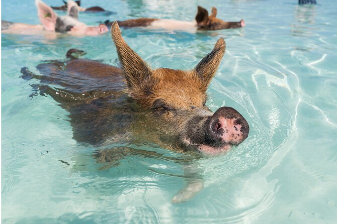 Bahamas: Exuma Cays and Swimming Pigs Powerboat Tour  - New Providence Island - Cancellation and Refund Policy