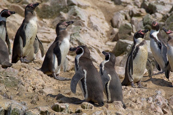 Ballestas Islands for Cruise Ship Passenger Paracas Harbour - Bird Watching Opportunities