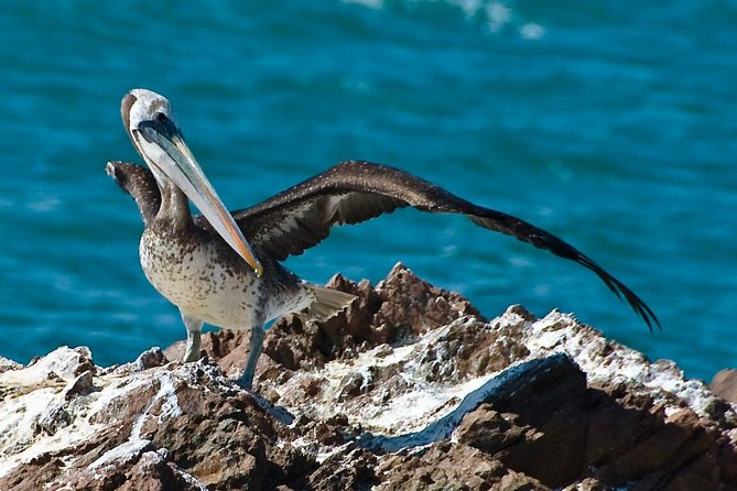 Ballestas Islands Group Tour From Paracas - Traveler Experience on Ballestas Islands Group Tour
