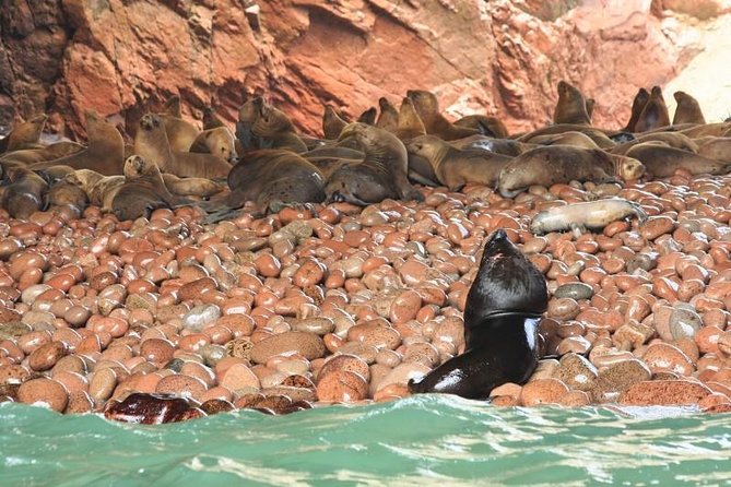 Ballestas Islands Sightseeing Boat Ride From Paracas - Wildlife Sightings