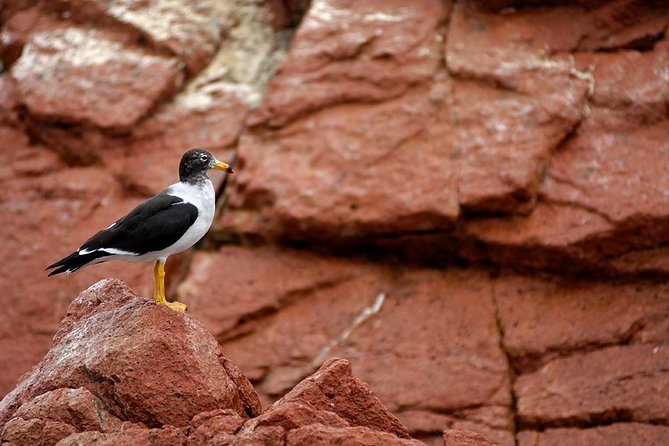 Ballestas Islands Tour From Pisco - Inclusions