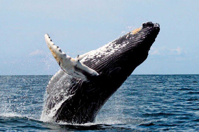 Banderas Bay Small-Group Whale Watching Tour From Sayulita - Tour Overview