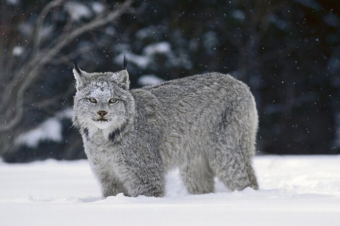 Banff Nature Walk 2hrs - Winter Edition / Ice Cleats Included - Inclusions