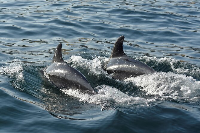 Benagil Caves and Dolphin Watching - 2.5h - Traveler Photos and Reviews