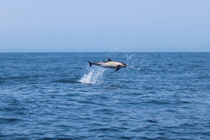 Benagil Caves and Dolphins Tour - Salema Beach - Tour Details and Requirements