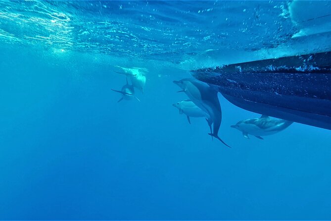 Benagil Caves Visit With Dolphins Watching From Albufeira - Semi-Rigid Boat Experience