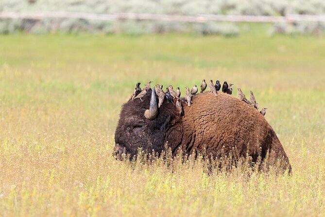 Best Of Yellowstone Full Day Natl Park Tour From Bozeman - Whats Included