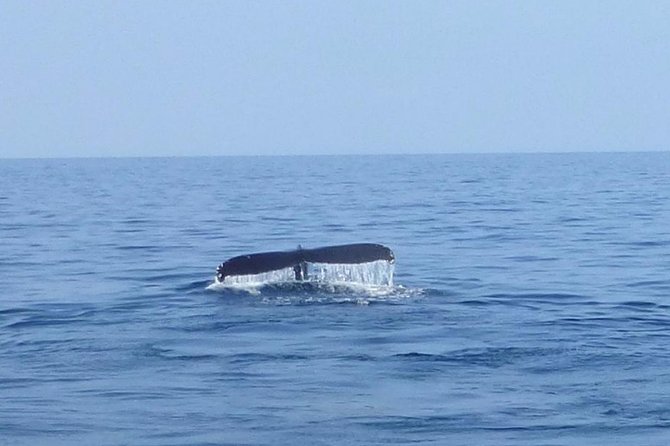 Big Island Kohala Coast Morning Whale Watch Cruise  - Big Island of Hawaii - Confirmation and Accessibility Information