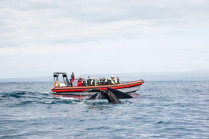 Big Whales & Puffins RIB Boat Tour From Húsavík - Cancellation Policy