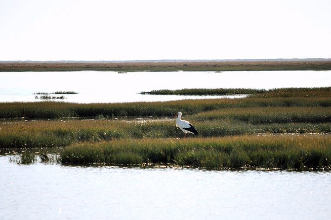 Birdwatching in Ria Formosa - Eco Boat Tour From Faro - Reviews From Previous Participants