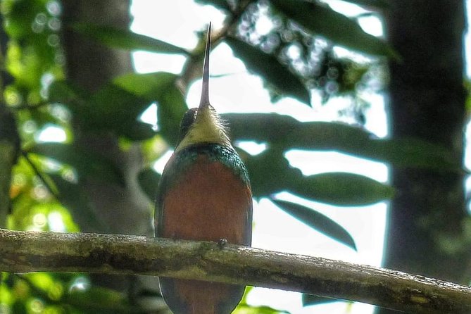 Birdwatching, Waterfall, Rainforest and Island Nature Tours - Inclusions