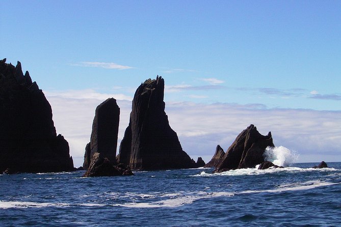 Blasket Islands Wildlife Boat Tour From Dingle - Reviews From Travelers