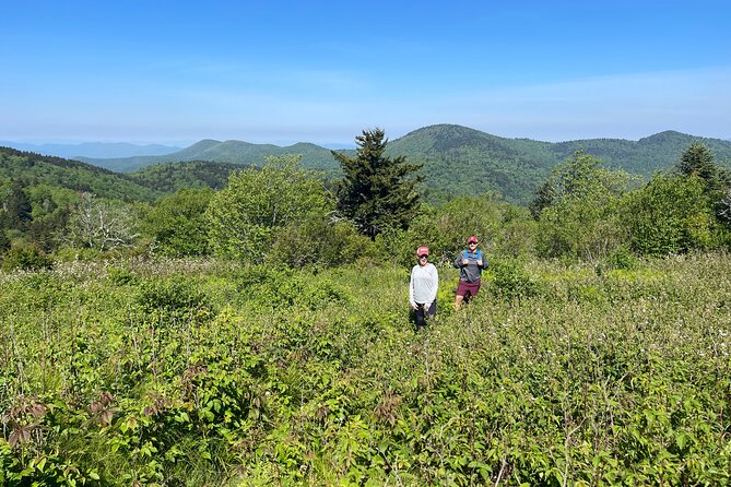 Blue Ridge Mtns Hiking Tour With the Areas Top Rated Trail Expert - Pisgah National Forest