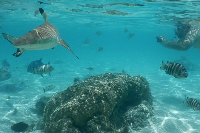 Boat Tour 1/2 Day Excursion in the Lagoon of Moorea - Pickup Details