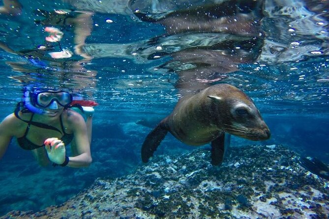 Boat Tour and Snorkel at Pelican Rock - Activities Included in the Tour