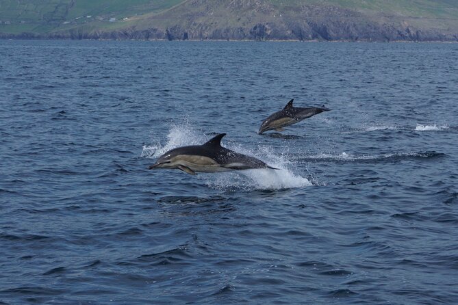 Boat Tour of Dingle Peninsula - Meeting Point and Pickup Details