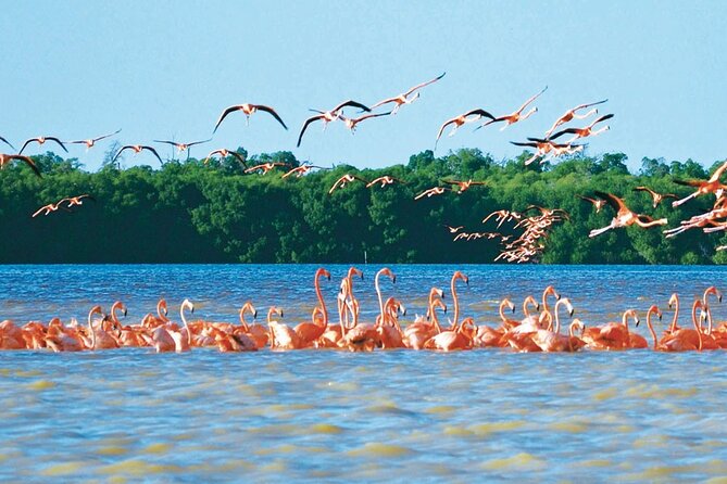 Boat Tour to Celestun From Merida - Traveler Photos of the Boat Tour