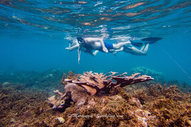 Boat Trip for Snorkeling Discovery of Corals - The Sum Up