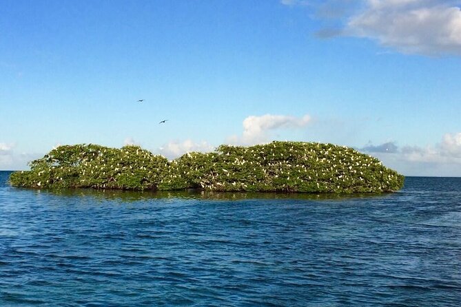 Boat Trip Visit Mangroves, Islets and Lagoon - Traveler Photos and Souvenirs
