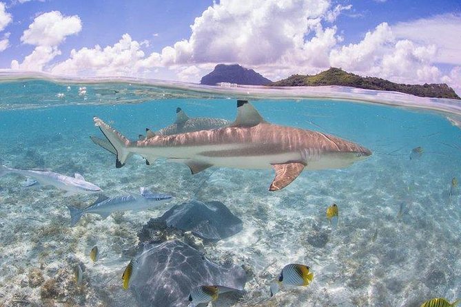 Bora Bora 4WD Tour & Eco Shark & Ray Snorkel Cruise - Common Questions