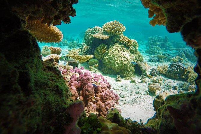 Bora Bora Lagoon Private Half-Day Scavenger Hunt for Kids - Whats Included