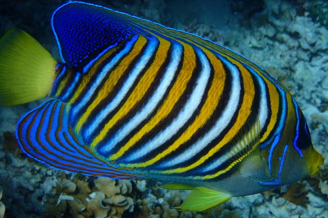 Bora Bora: Luxury Private Half Day Snorkeling Tour - Overview
