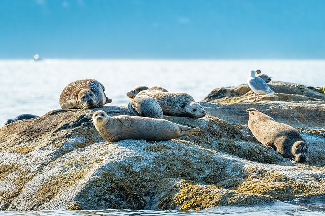 Bowen Island Dinner and Zodiac Boat Tour by Vancouver Water Adventures - Tour Experience