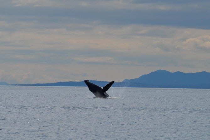 British Columbia: Salish Sea Half-Day Whale and Wildlife Tour  - Vancouver Island - Abundant Wildlife