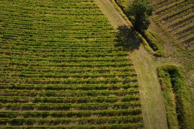 Brunello Wine Tasting From San Gimignano - Wine Tasting at a Local Winery
