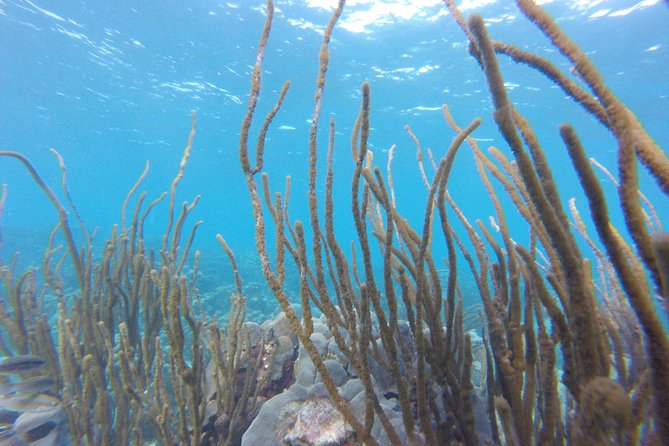 Buccoo Reef and Nylon Pool Adventure - Meeting and Pickup Information
