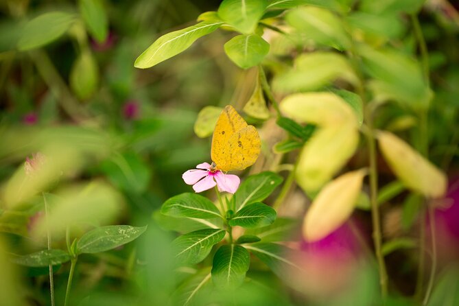 Butterfly Sanctuary Guided Tour in Puerto Vallarta - Highlights