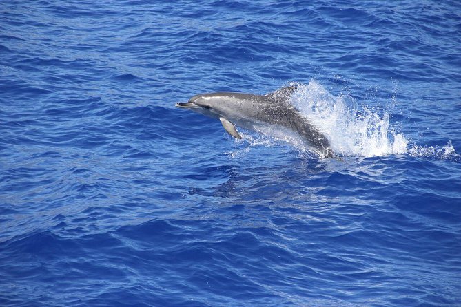 Cabo Girão SkywalkVineyardsWine Tasting in 4x4 Tour Dolphin Watching - Landmarks in Madeira