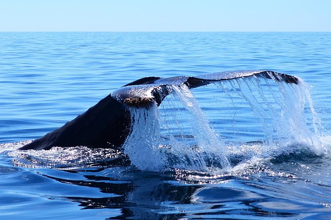 Cabo Group Whale Watching Tour - Incl FREE Photos & Whale Sightings Guarantee - Tour Overview and Highlights
