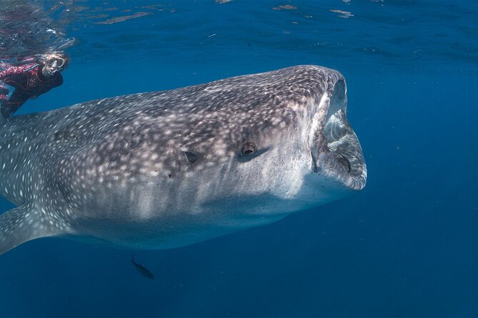 Cabo San Lucas Full-Day Private Driver Hire  - La Paz - Flexibility to Explore Anywhere in Baja