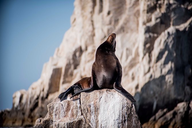 Cabo Wildlife SAFARI - Wildlife Encounters