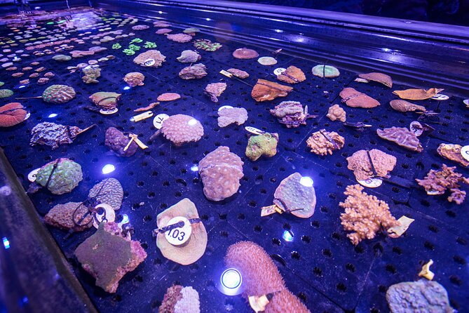 Cairns Aquarium General Admission & Coral Biobank Tour - Marine Life Exhibits