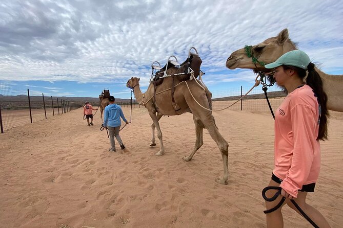 Camel Safari - Camel Ride and Zoo Tour - Weather Considerations for the Camel Safari