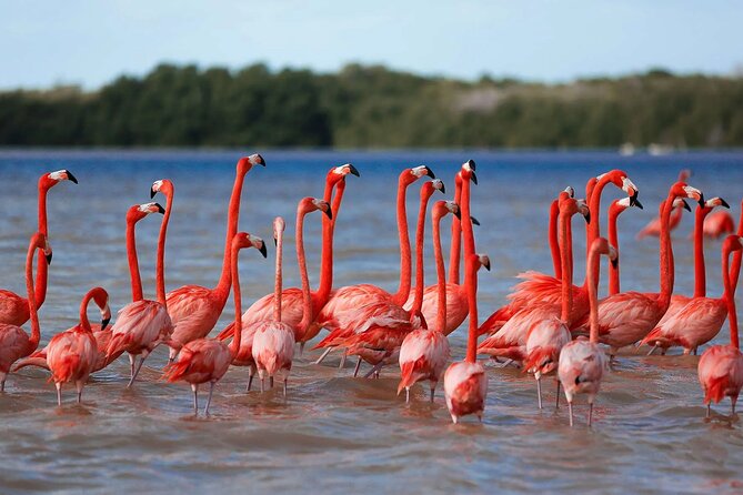 Celestun Beach and Mangrove Boat Ride From Merida - Positive Experiences