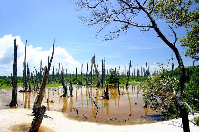 Celestun Nature Reserve Flamingo Tour-Boat to Flamingo Paradise From Merida - Flamingo Encounters