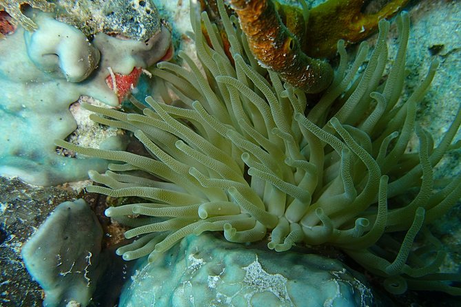 Certified Guided Reef Dive in St Thomas - Possible Marine Life Sightings