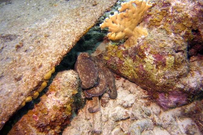 Certified Scuba Diving in Curacao - Meeting and Pickup Information